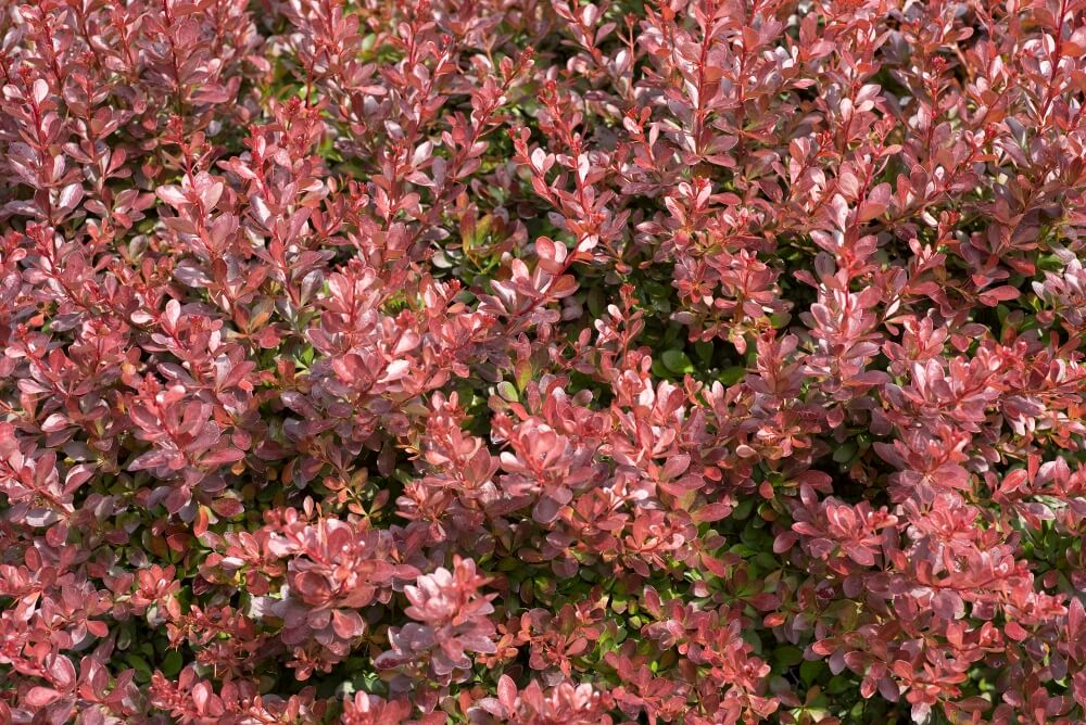 LowMaintenance Shrubs For Landscaping Low Maintenance Shrubs
